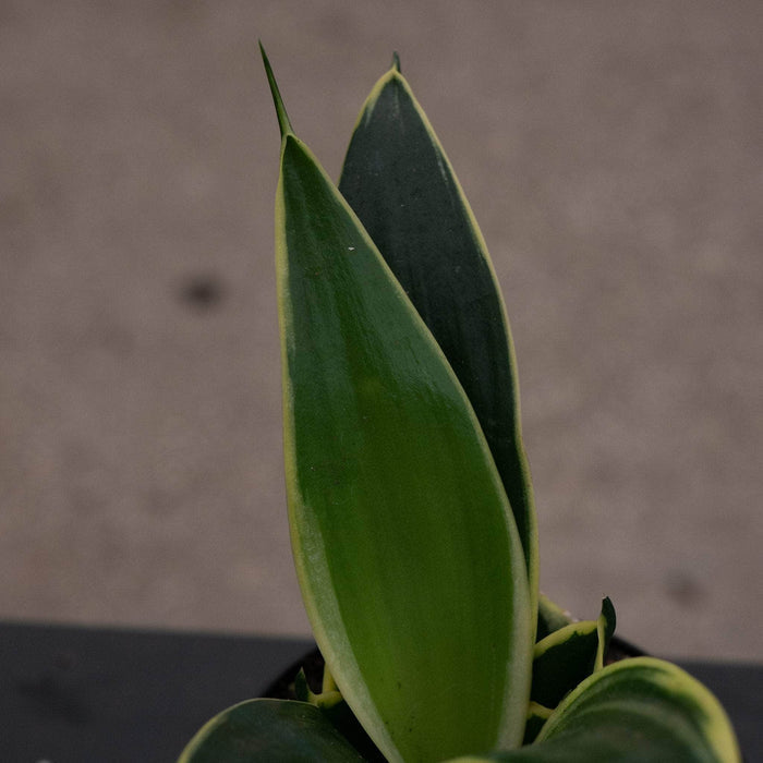 Gabriella Plants Sansevieria 4" Sansevieria trifasciata ‘Lotus Hahnii’