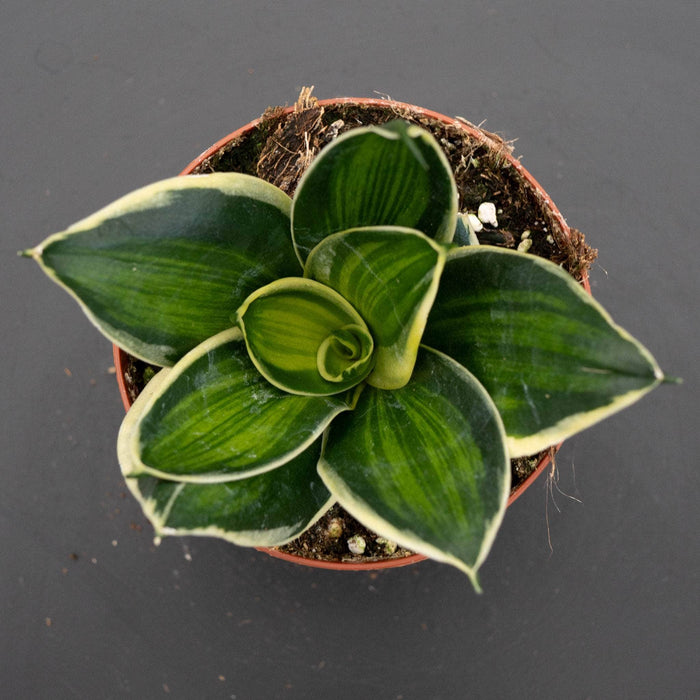 Gabriella Plants Sansevieria 4" Sansevieria trifasciata 'Stars & Stripes'