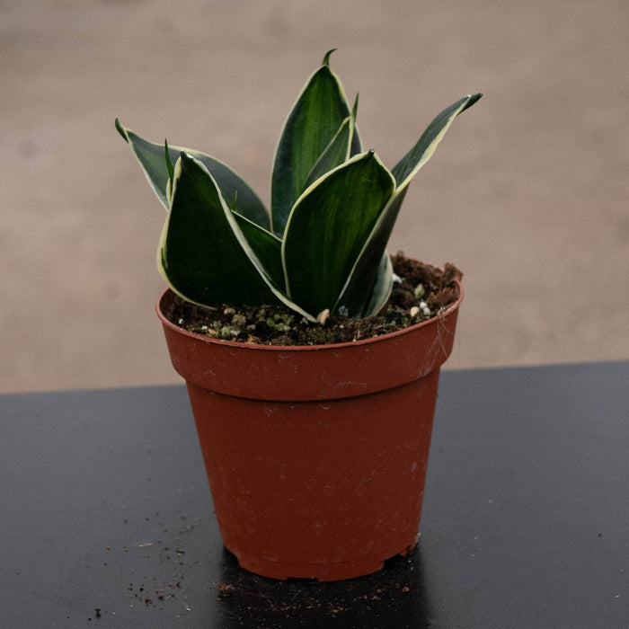 Gabriella Plants Sansevieria 4" Sansevieria trifasciata 'Stars & Stripes'