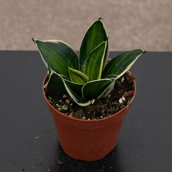 Gabriella Plants Sansevieria 4" Sansevieria trifasciata 'Stars & Stripes'