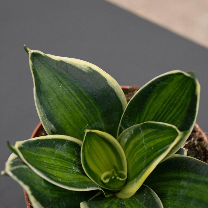 Gabriella Plants Sansevieria 4" Sansevieria trifasciata 'Stars & Stripes'