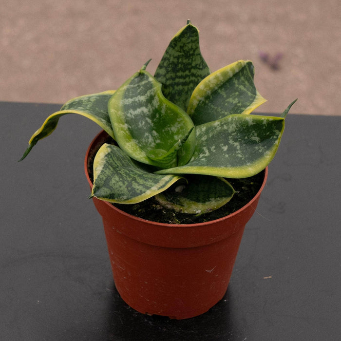 Gabriella Plants Sansevieria 4" Sansevieria trifasciata 'Tornado'