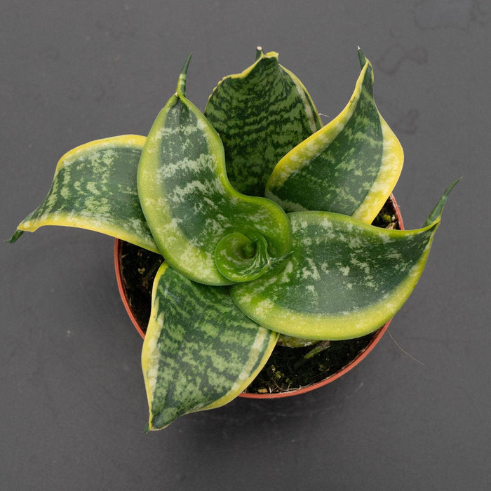 Gabriella Plants Sansevieria 4" Sansevieria trifasciata 'Tornado'