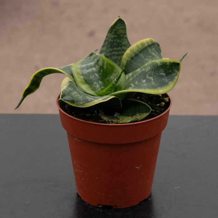 Gabriella Plants Sansevieria 4" Sansevieria trifasciata 'Tornado'