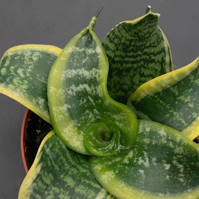 Gabriella Plants Sansevieria 4" Sansevieria trifasciata 'Tornado'