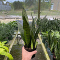 Gabriella Plants Sansevieria 4" Sansevieria trifasciata 'Zeylanica'