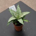 Gabriella Plants Sansevieria Hybrid 2" Sansevieria 'White Josephine'
