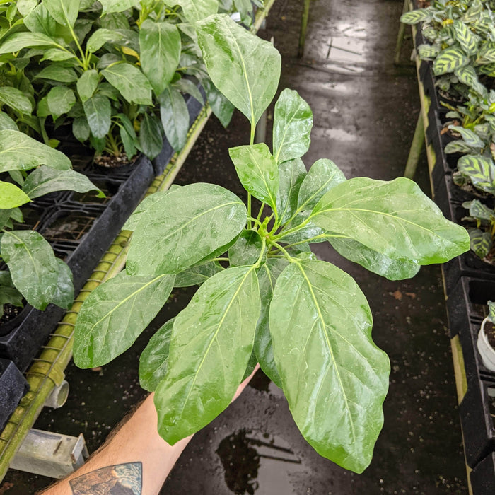 Gabriella Plants Other 4" Schefflera actinophylla 'Alpine Junior'