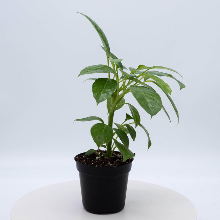 Gabriella Plants Other 4" Schefflera actinophylla 'Alpine Junior'
