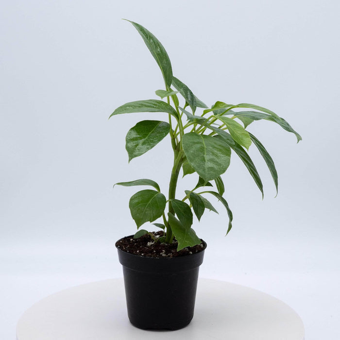 Gabriella Plants Other 4" Schefflera actinophylla 'Alpine Junior'