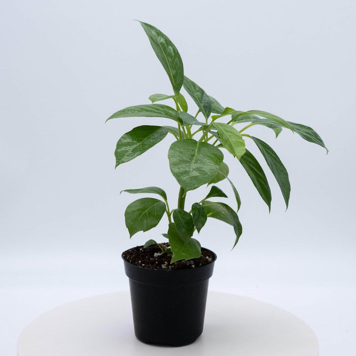 Gabriella Plants Other 4" Schefflera actinophylla 'Alpine Junior'