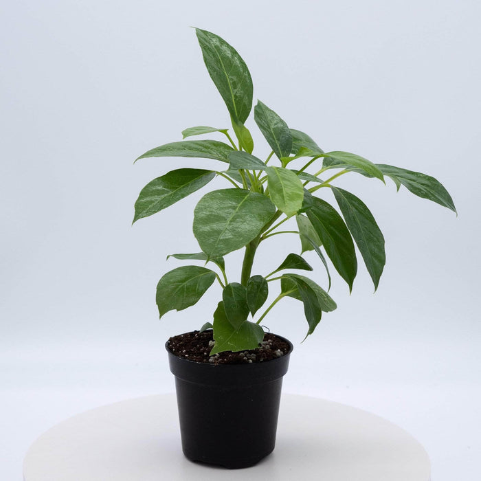 Gabriella Plants Other 4" Schefflera actinophylla 'Alpine Junior'