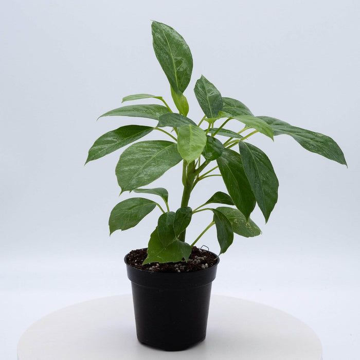Gabriella Plants Other 4" Schefflera actinophylla 'Alpine Junior'