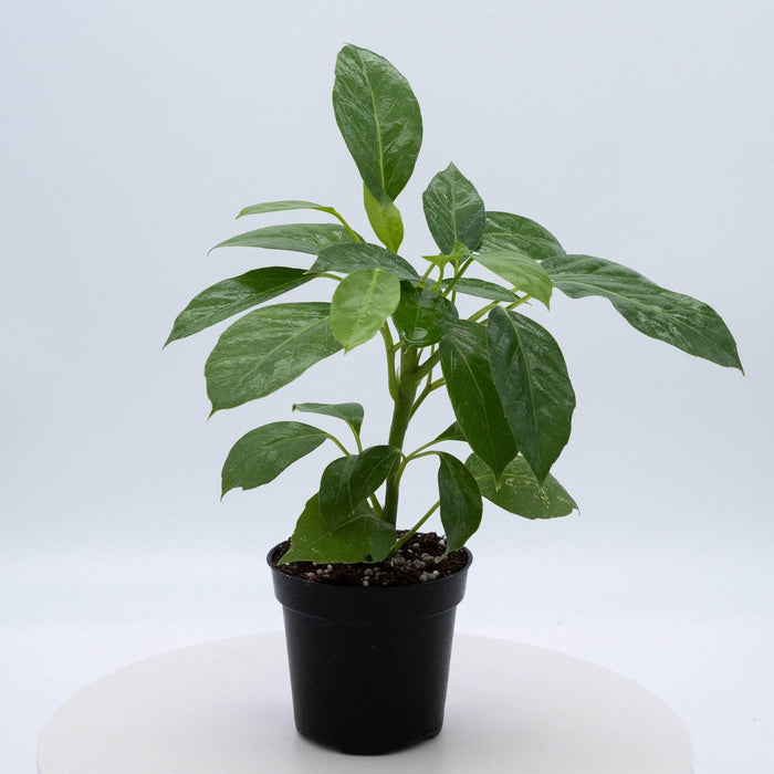Gabriella Plants Other 4" Schefflera actinophylla 'Alpine Junior'