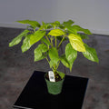 Gabriella Plants Other 4" Schefflera actinophylla 'Amate Soleil'