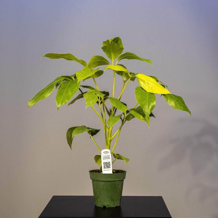 Gabriella Plants Other 4" Schefflera actinophylla 'Amate Soleil'