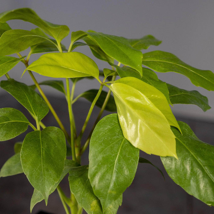 Gabriella Plants Other 4" Schefflera actinophylla 'Amate Soleil'
