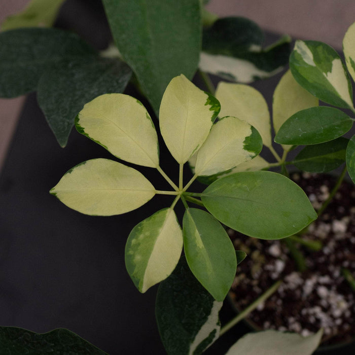 Gabriella Plants 4" Schefflera arboricola 'Dazzle'