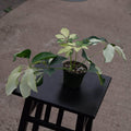 Gabriella Plants 4" Schefflera arboricola 'Dazzle'