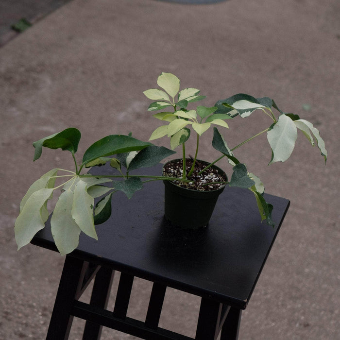 Gabriella Plants 4" Schefflera arboricola 'Dazzle'