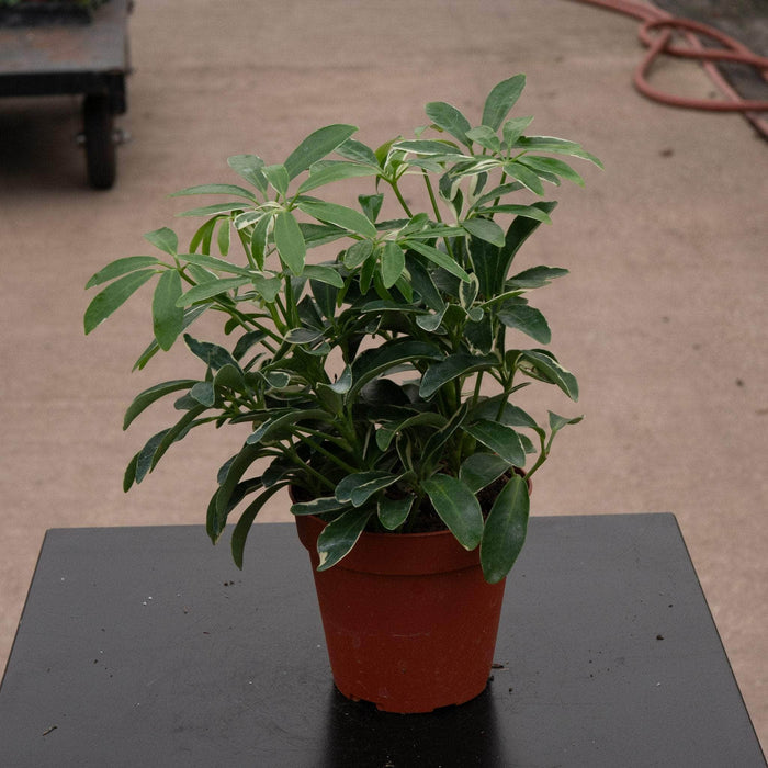 Gabriella Plants Other 4" Schefflera arboricola 'Moondrop'