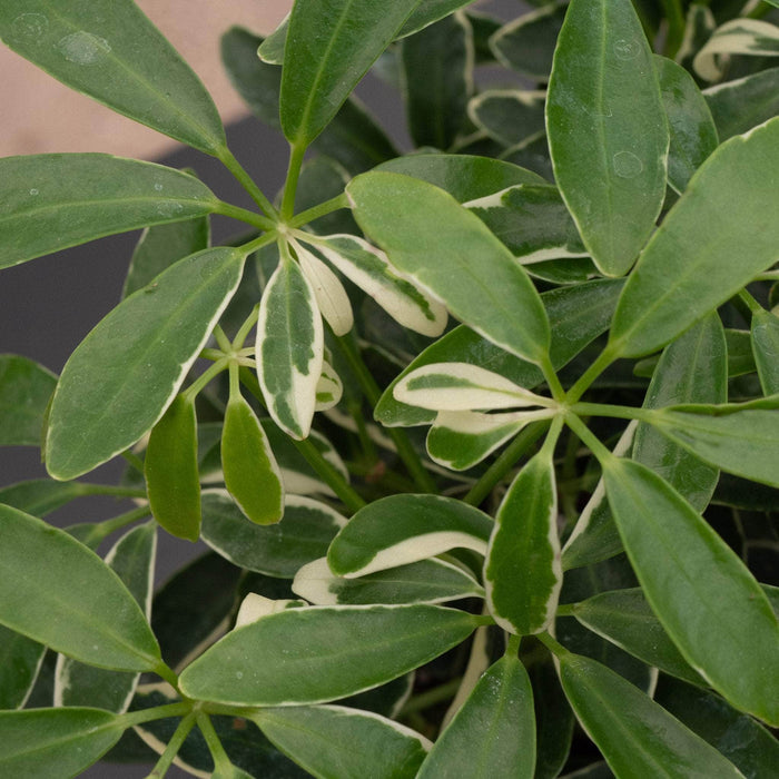 Gabriella Plants Other 4" Schefflera arboricola 'Moondrop'