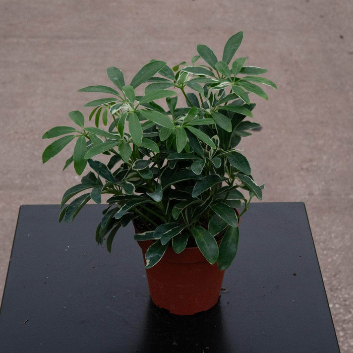 Gabriella Plants Other 4" Schefflera arboricola 'Moondrop'