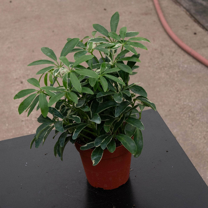 Gabriella Plants Other 4" Schefflera arboricola 'Moondrop'