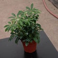 Gabriella Plants Other 4" Schefflera arboricola 'Moondrop'