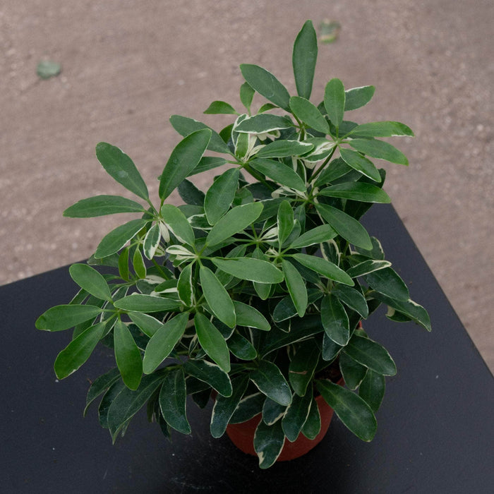 Gabriella Plants Other 4" Schefflera arboricola 'Moondrop'
