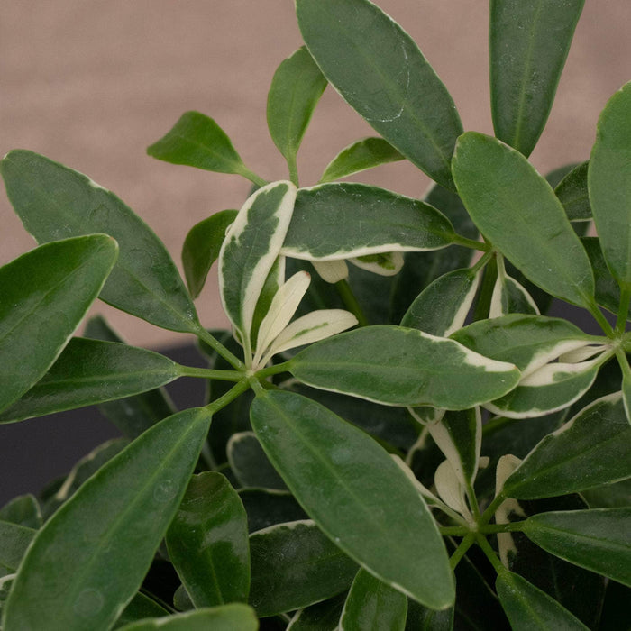 Gabriella Plants Other 4" Schefflera arboricola 'Moondrop'