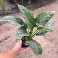 Gabriella Plants Lawn & Garden 4" Schismatoglottis motleyana