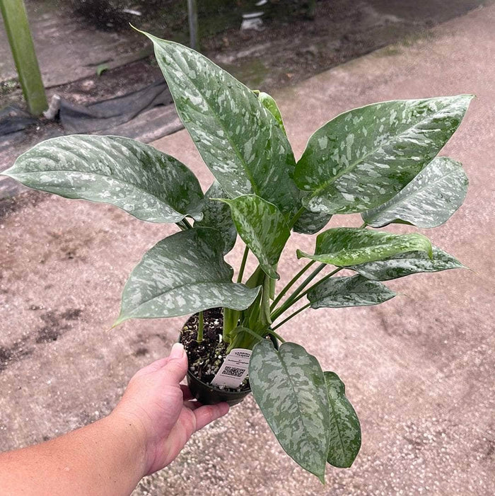 Gabriella Plants Lawn & Garden 4" Schismatoglottis motleyana