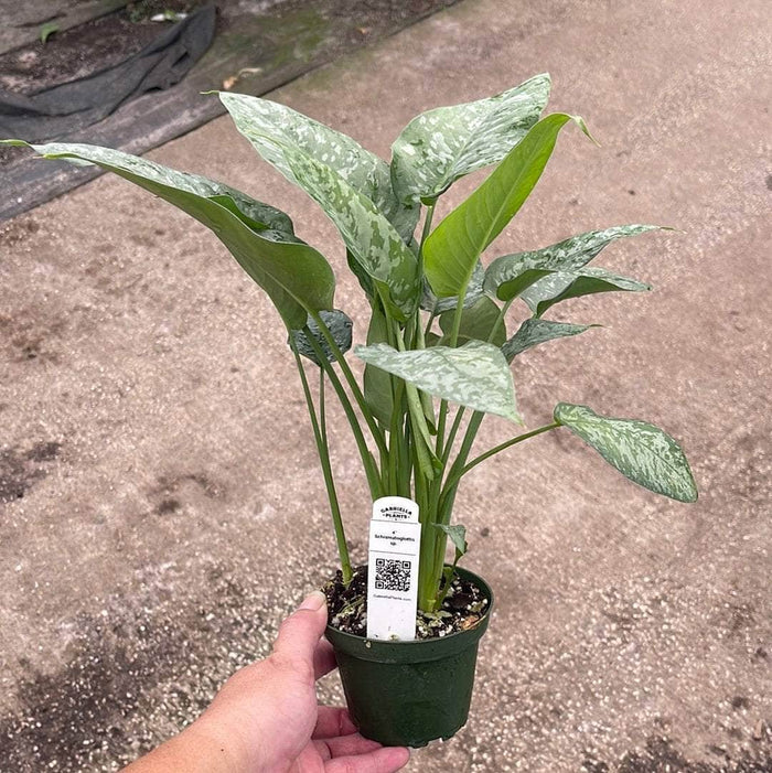 Gabriella Plants Lawn & Garden 4" Schismatoglottis motleyana