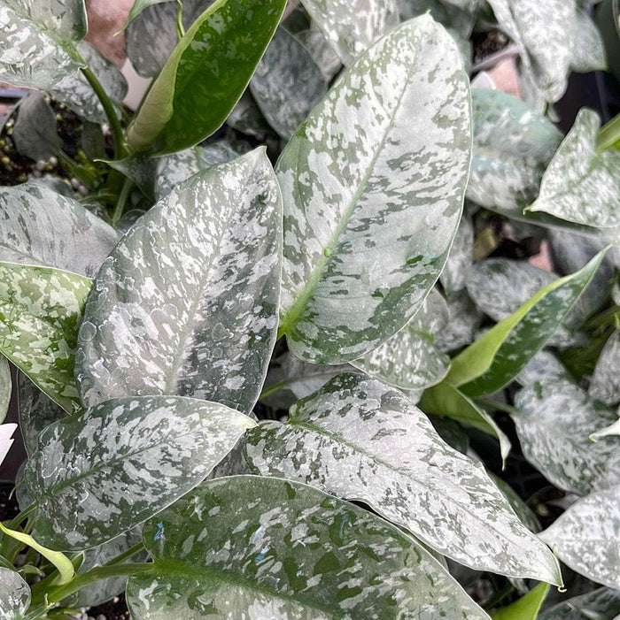 Gabriella Plants Lawn & Garden 4" Schismatoglottis sp.