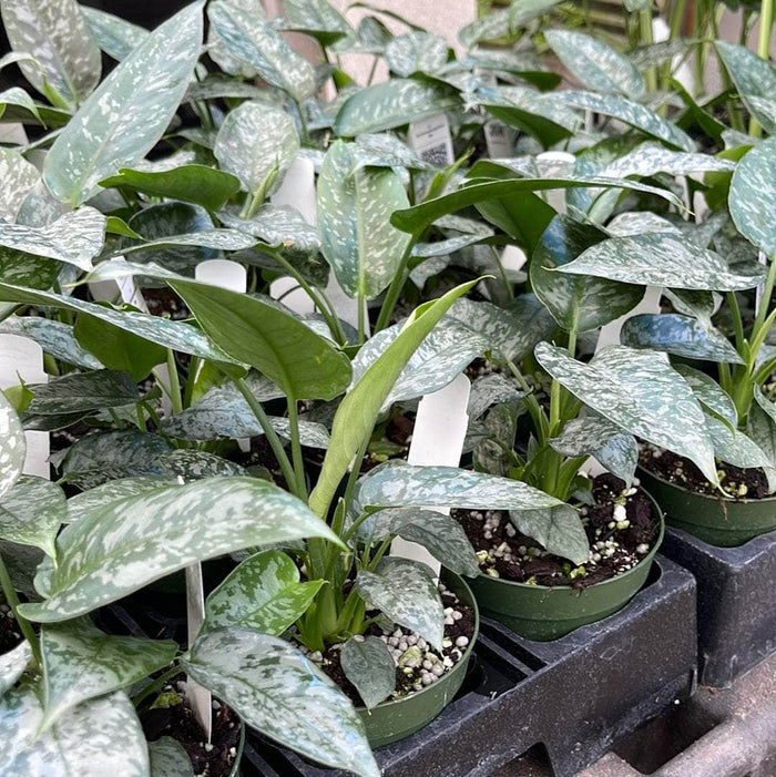 Gabriella Plants Lawn & Garden 4" Schismatoglottis sp.