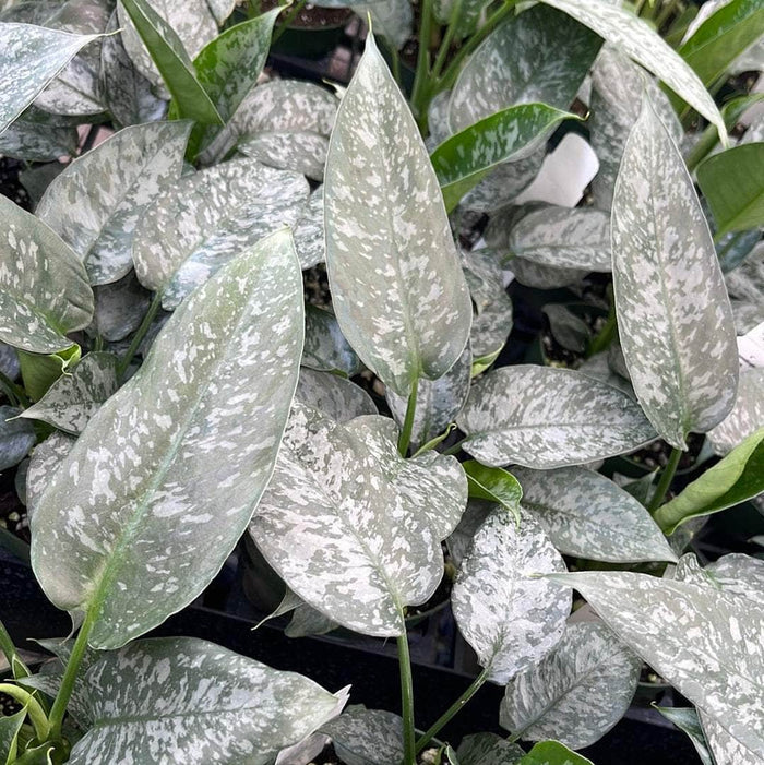 Gabriella Plants Lawn & Garden 4" Schismatoglottis sp.
