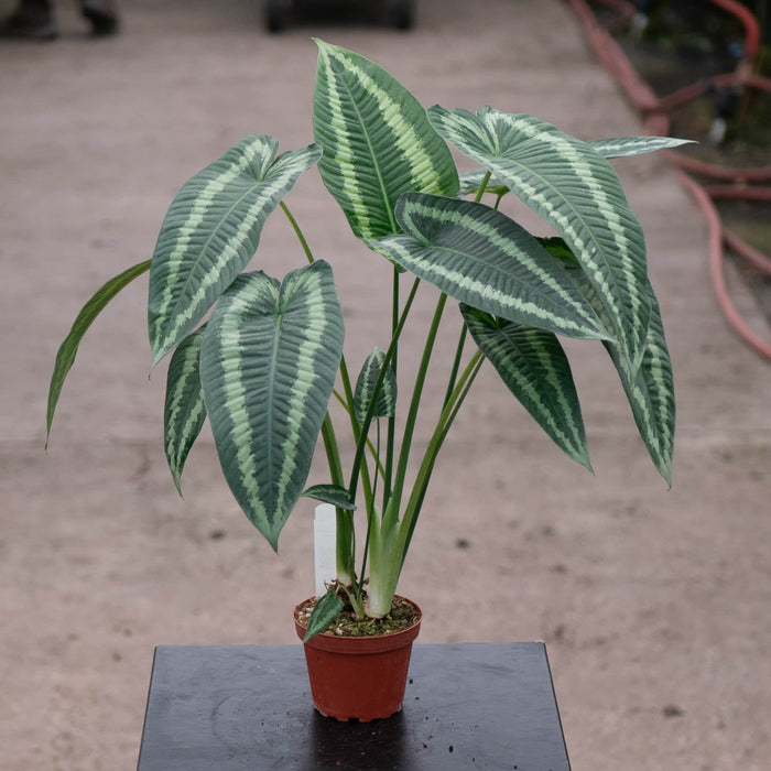 Gabriella Plants Schismatoglottis 4" Schismatoglottis wallichii