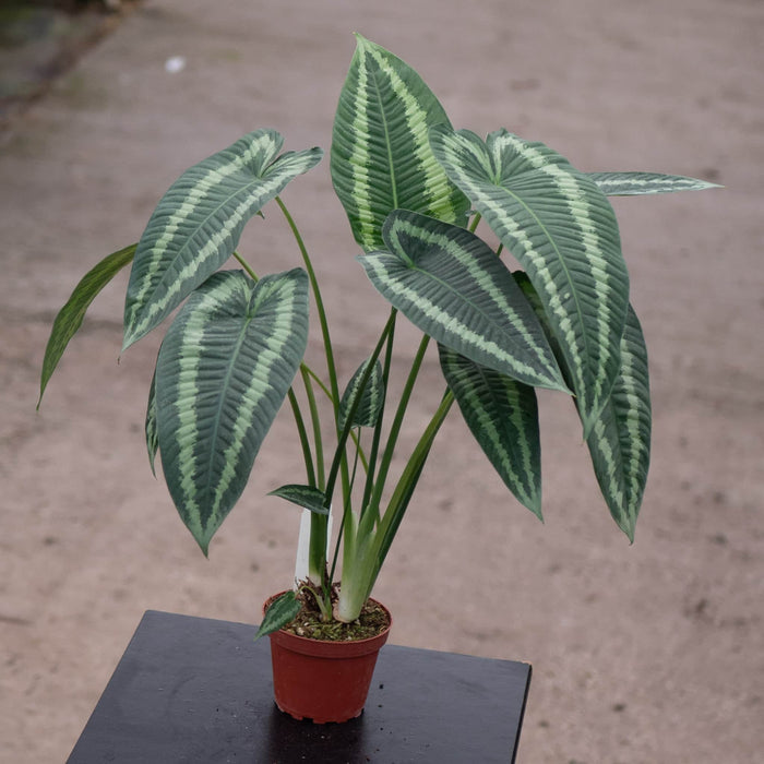 Gabriella Plants Schismatoglottis 4" Schismatoglottis wallichii