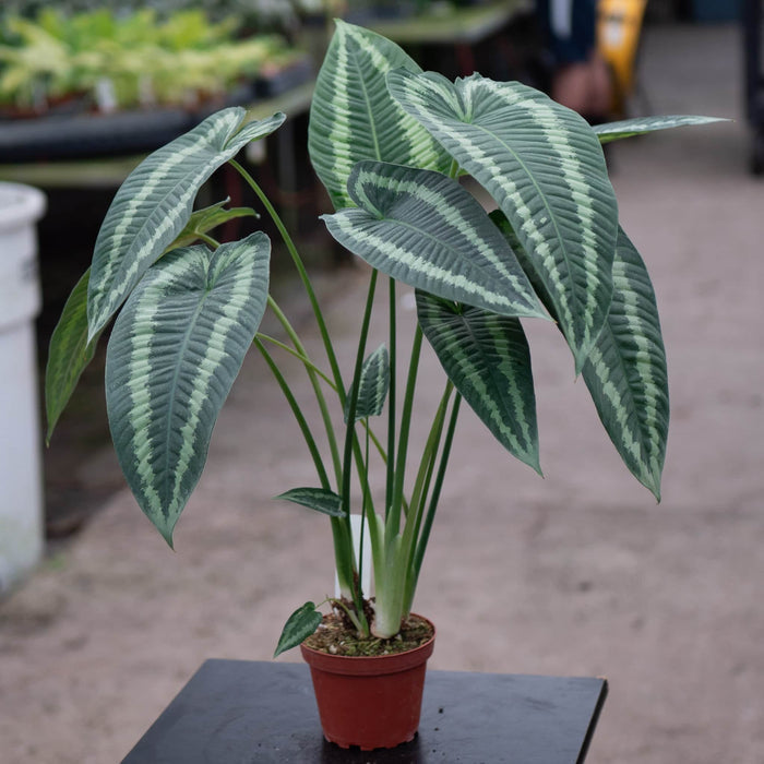 Gabriella Plants Schismatoglottis 4" Schismatoglottis wallichii