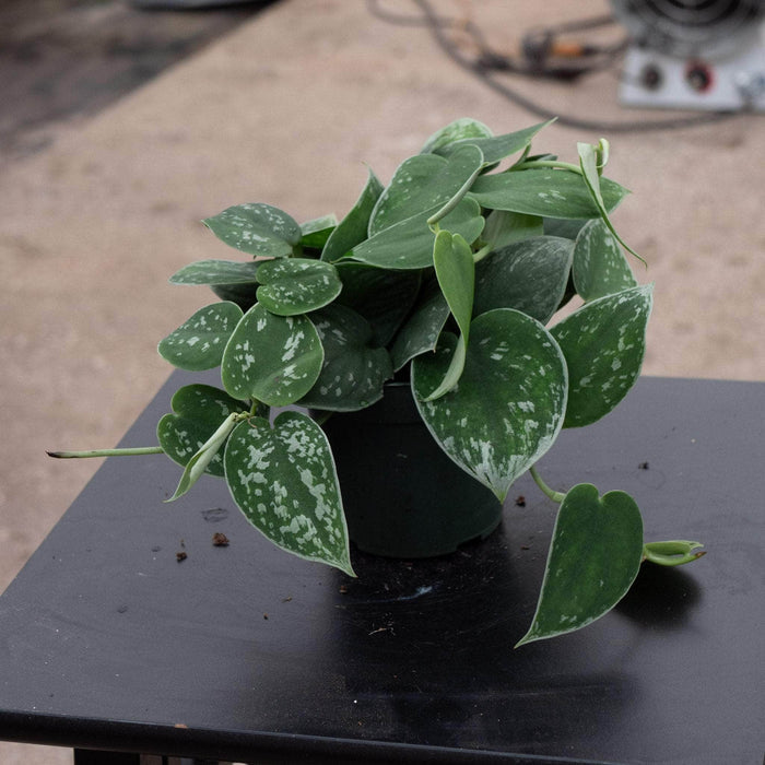 Gabriella Plants Tradescantia 4" Scindapsus pictus 'Argyraeus'