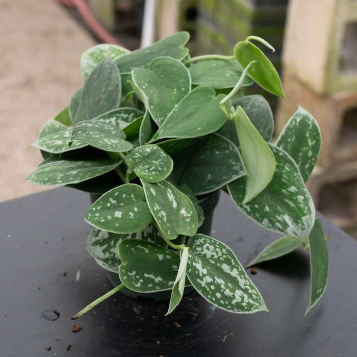 Gabriella Plants Tradescantia 4" Scindapsus pictus 'Argyraeus'