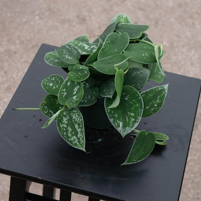 Gabriella Plants Tradescantia 4" Scindapsus pictus 'Argyraeus'