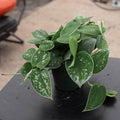 Gabriella Plants Tradescantia 4" Scindapsus pictus 'Argyraeus'