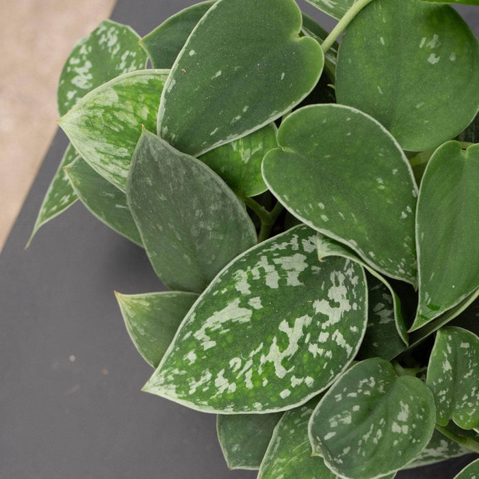 Gabriella Plants Tradescantia 4" Scindapsus pictus 'Argyraeus'