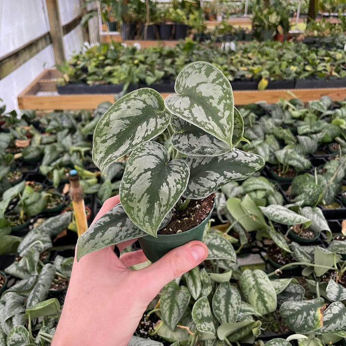 Gabriella Plants Scindapsus Scindapsus pictus 'Exotica' "Silver Satin"