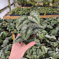 Gabriella Plants Scindapsus Scindapsus pictus 'Exotica' "Silver Satin"
