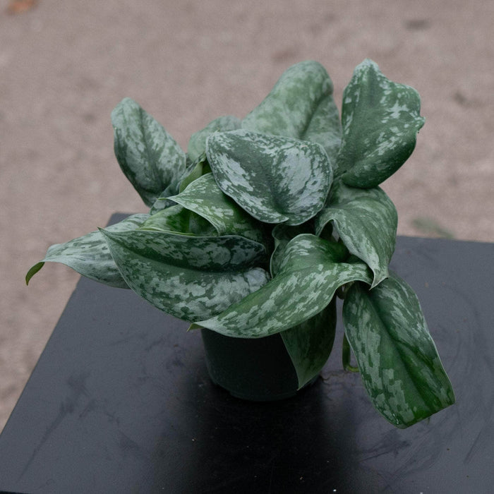 Gabriella Plants Scindapsus 4" Scindapsus pictus 'Exotica' "Silver Satin"