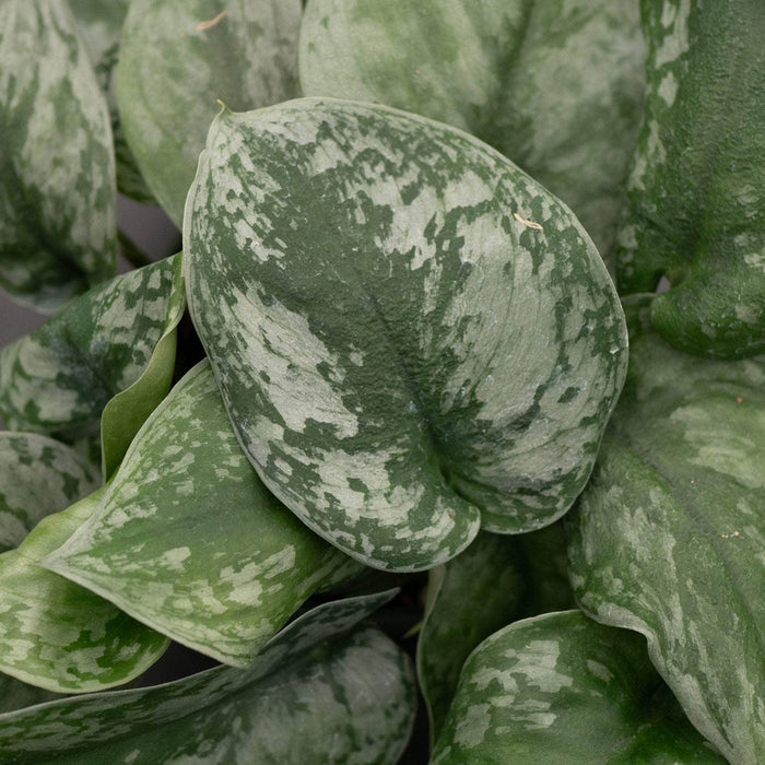 Gabriella Plants Scindapsus Scindapsus pictus 'Exotica' "Silver Satin"