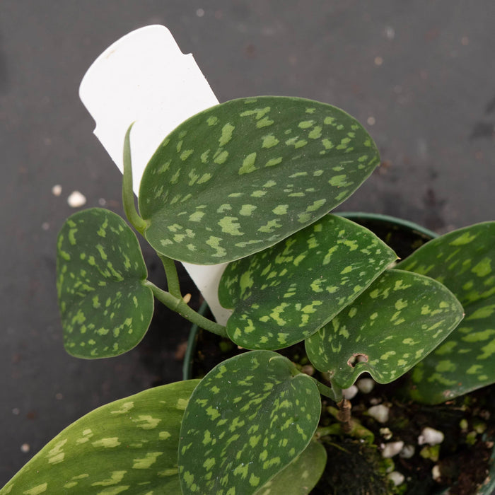 Gabriella Plants Scindapsus 3" Scindapsus pictus Hassk